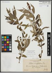 Foto von Salix alba L. x Salix fragilis L.